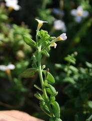Chaenostoma cordatum