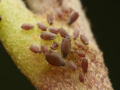 Aphis hederae