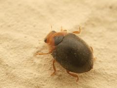 Scymnus rubromaculatus