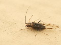 Eucallipterus tiliae