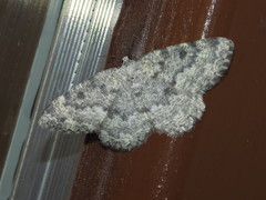 Charissa glaucinaria