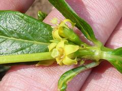 Fadogia homblei