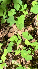 Amphicarpaea bracteata