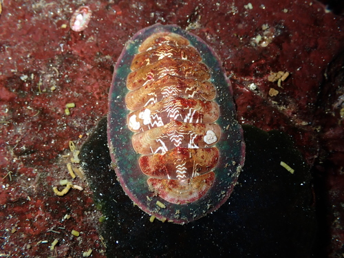 Remarkable Red Chiton