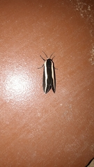 Rajendra perrottetii