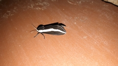 Rajendra perrottetii