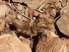 Lobosceliana