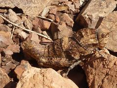 Lobosceliana
