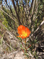 Lampranthus glaucoides