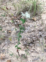 Eriogonum multiflorum