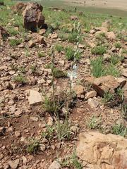 Chlorophytum transvaalense