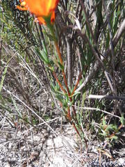 Lampranthus glaucoides