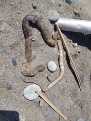 Telescopus fallax pallidus