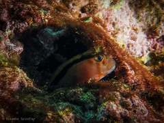 Parablennius laticlavius