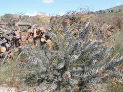 Leucospermum parile