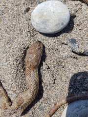 Telescopus fallax pallidus