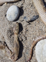 Telescopus fallax pallidus