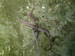 Ophiothrix fragilis
