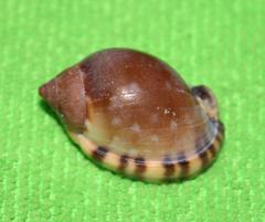 Semicassis zeylanica