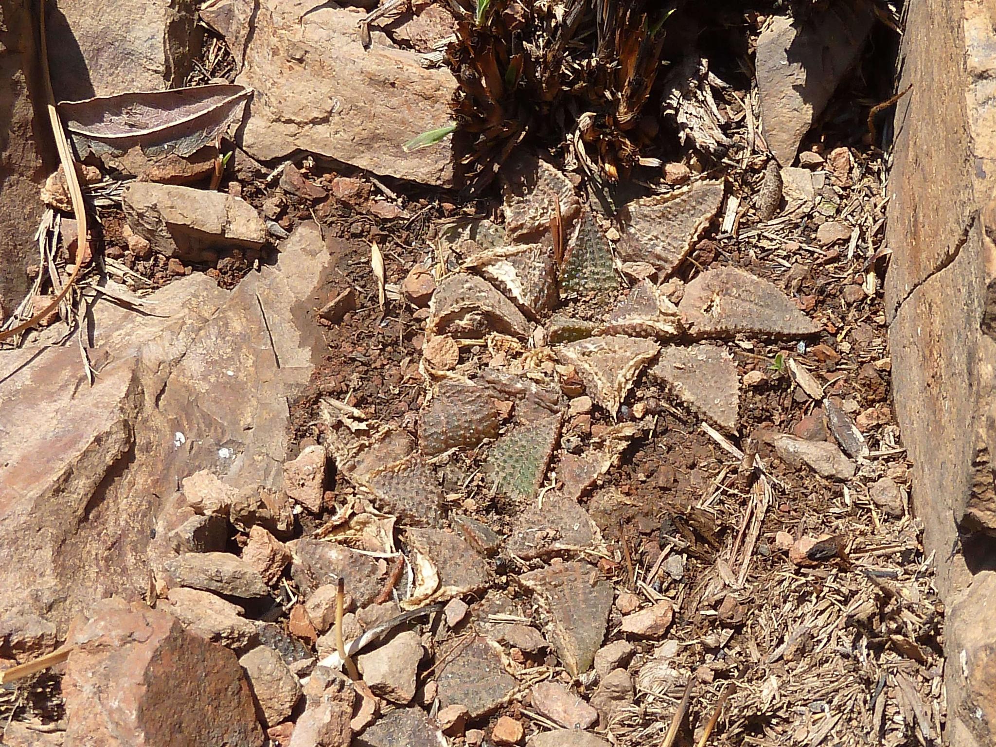 Haworthiopsis koelmaniorum