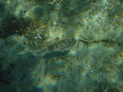 Torquigener flavimaculosus