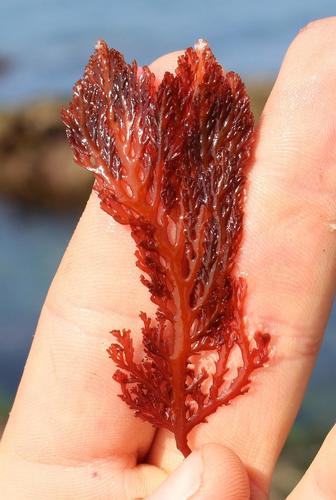 Representative image of Rhizophyllidaceae