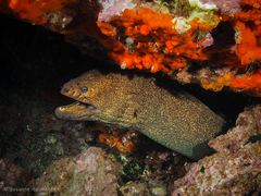 Gymnothorax porphyreus