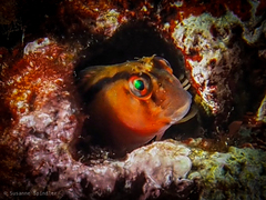 Parablennius laticlavius