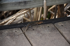 Plestiodon inexpectatus