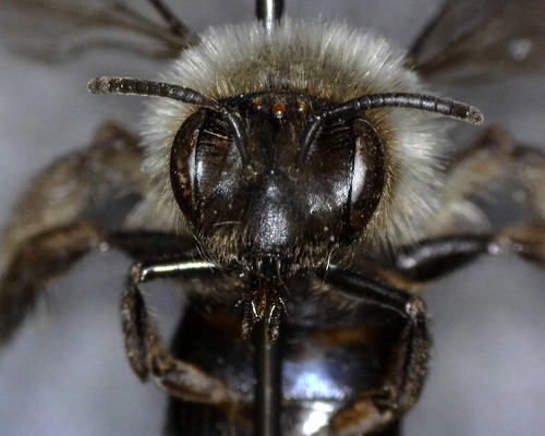 iNaturalist observation photo of Mining Bees
