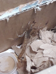 Paravaejovis puritanus