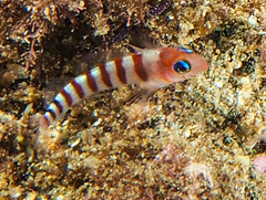 Notoclinops segmentatus