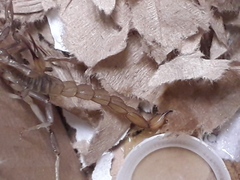 Paravaejovis puritanus