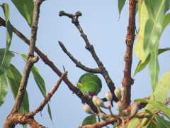 Cyclopsitta diophthalma