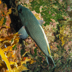 Notolabrus inscriptus