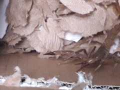 Paravaejovis puritanus