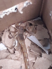 Paravaejovis puritanus