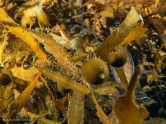 Carpophyllum flexuosum