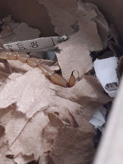 Paravaejovis puritanus