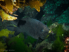 Parma alboscapularis