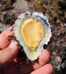 Scutellastra cochlear