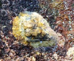 Scutellastra cochlear