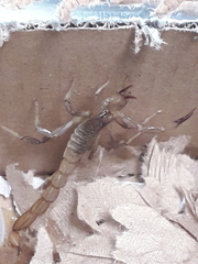 Paravaejovis puritanus