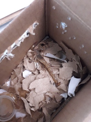 Paravaejovis puritanus