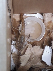 Paravaejovis puritanus