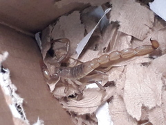 Paravaejovis puritanus