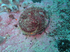 Haliotis midae