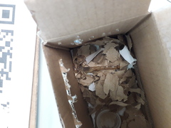 Paravaejovis puritanus