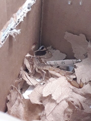 Paravaejovis puritanus