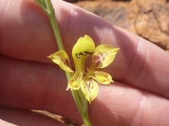 Gladiolus pardalinus